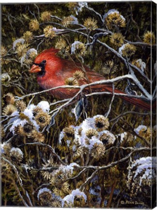 Framed Cardinal &amp; Thistles Print