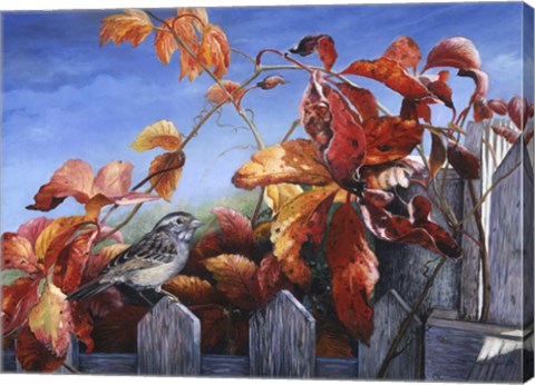 Framed White Throated Sparrow Print