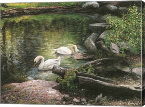 Framed Swan Song Print