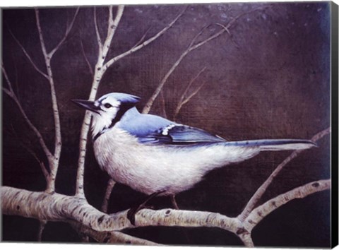 Framed Blue Jay Print