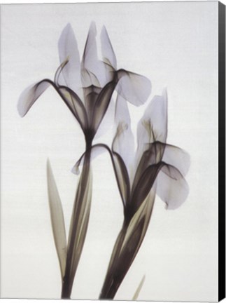 Framed Iris Duo Print