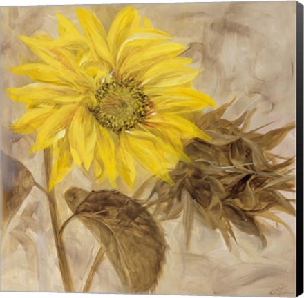 Framed Sunflower I Print