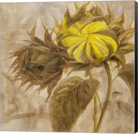 Framed Sunflower II Print