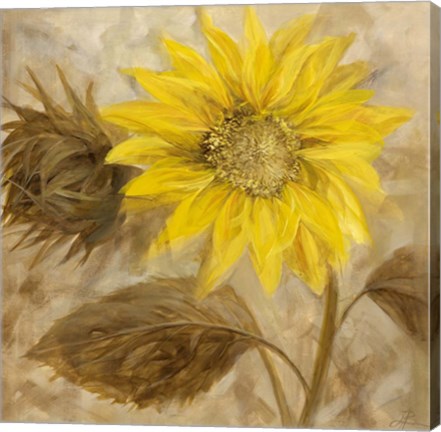 Framed Sunflower III Print