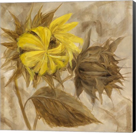 Framed Sunflower IV Print