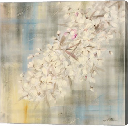 Framed White Cherry Blossom II Print