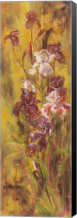 Framed Bearded Iris III Print