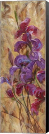 Framed Bearded Iris V Print