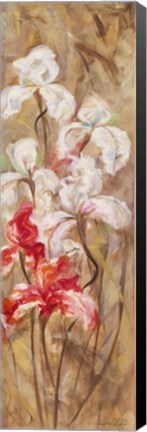 Framed Bearded Iris VI Print