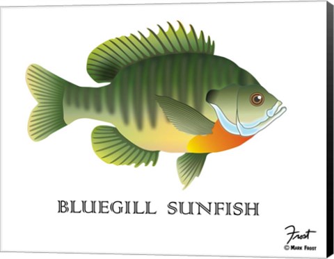Framed Bluegill Sunfish Print