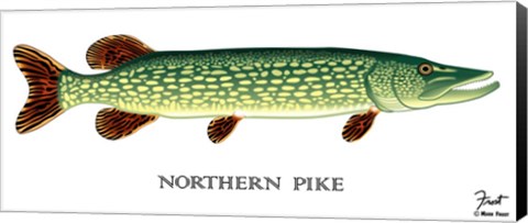 Framed Northern Pike Print