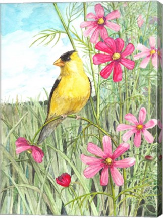 Framed Yellow Finch Cosmos Print