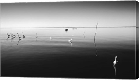 Framed 11 Herons Print