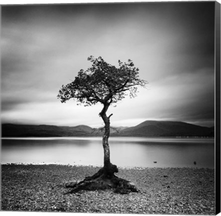 Framed Millarrochy Tree Print