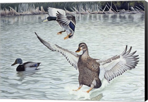 Framed Decoyed Ducks Print