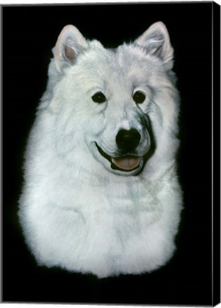 Framed Dog Thirteen Print