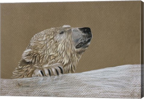 Framed Polar Bear Print