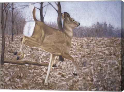 Framed White-Tailed Deer Print