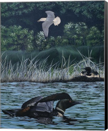 Framed Loon Threat Print