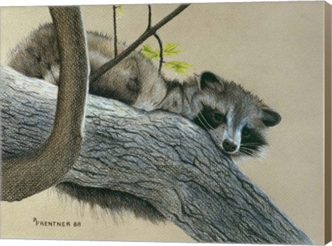 Framed Raccoon Print