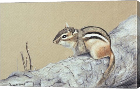 Framed Chipmunk Print