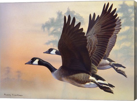 Framed Canada Geese Print