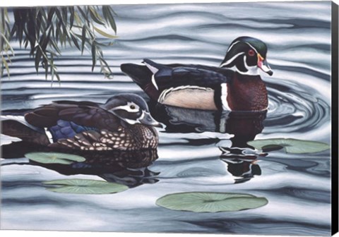 Framed Pair of Ducks Print