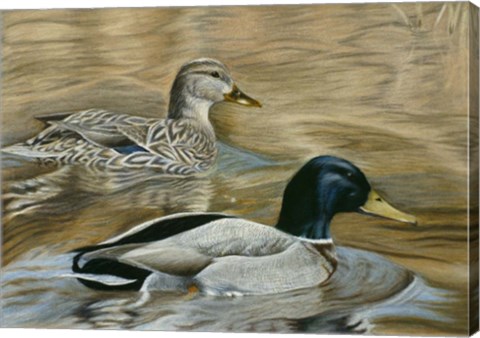 Framed Mallard Study Print