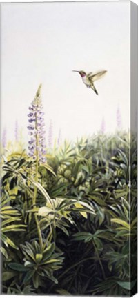 Framed Hummingbird 2 Print