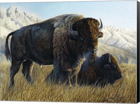 Framed Resting Buffalo Print