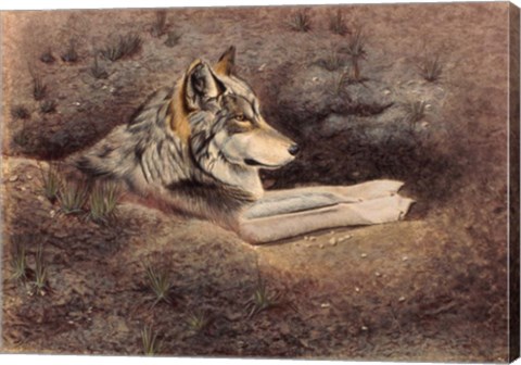 Framed Mexican Wolf Print