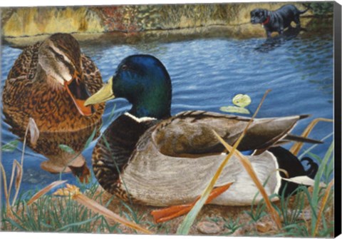 Framed Mallards Print