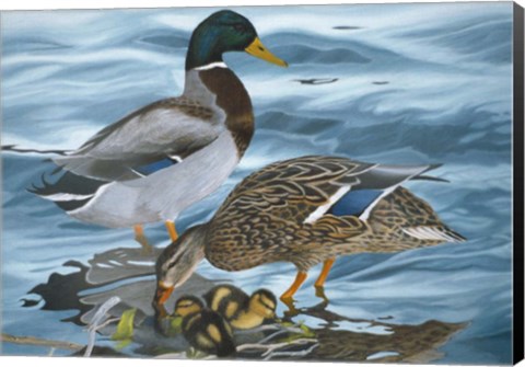 Framed Mallard Family Print