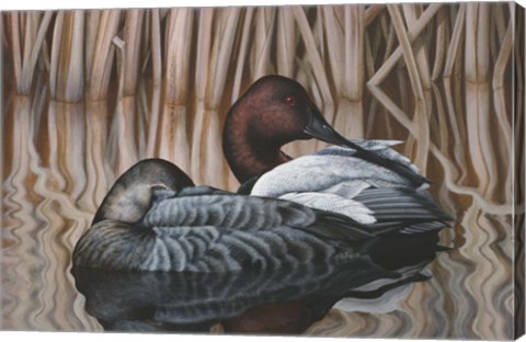 Framed Canvas Backs Print