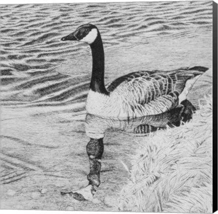 Framed Lone Goose 2 Print