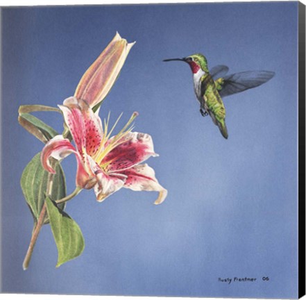 Framed Hummingbird And Lily Print