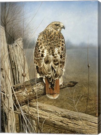 Framed Red Tailed Hawk Print
