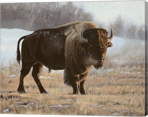 Framed Bison Print