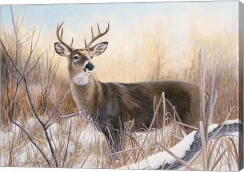 Framed Big Buck Print