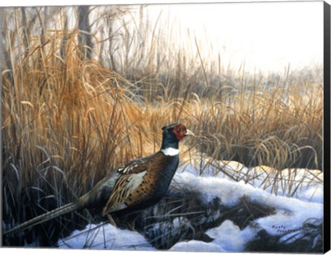 Framed Pheasant Print