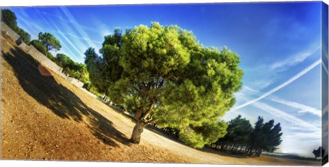 Framed Summer Tree Print