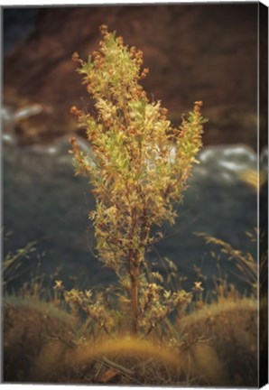 Framed View Point Print