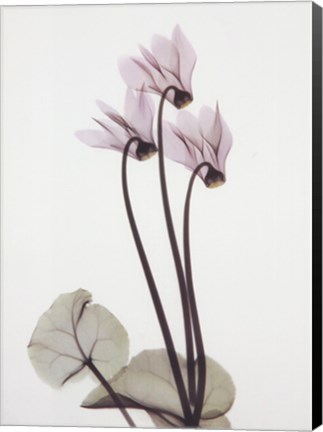 Framed Cyclamen Trio Print