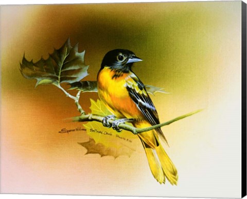 Framed Baltimore Oriole Print