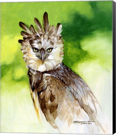 Framed Harpy Eagle Print