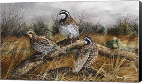 Framed Bobwhite Trio 2 Print
