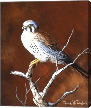 Framed Cold Wet Perch Print