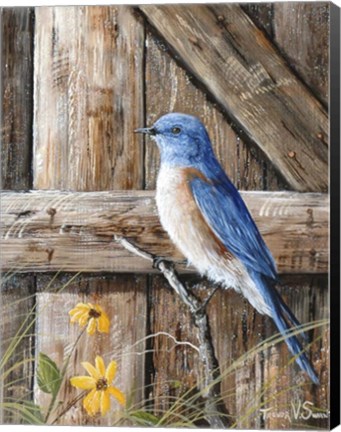 Framed Old Barn Watcher Print