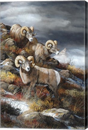 Framed Rocky Mountain Kings Print