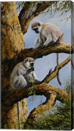 Framed Vervet Pair Print